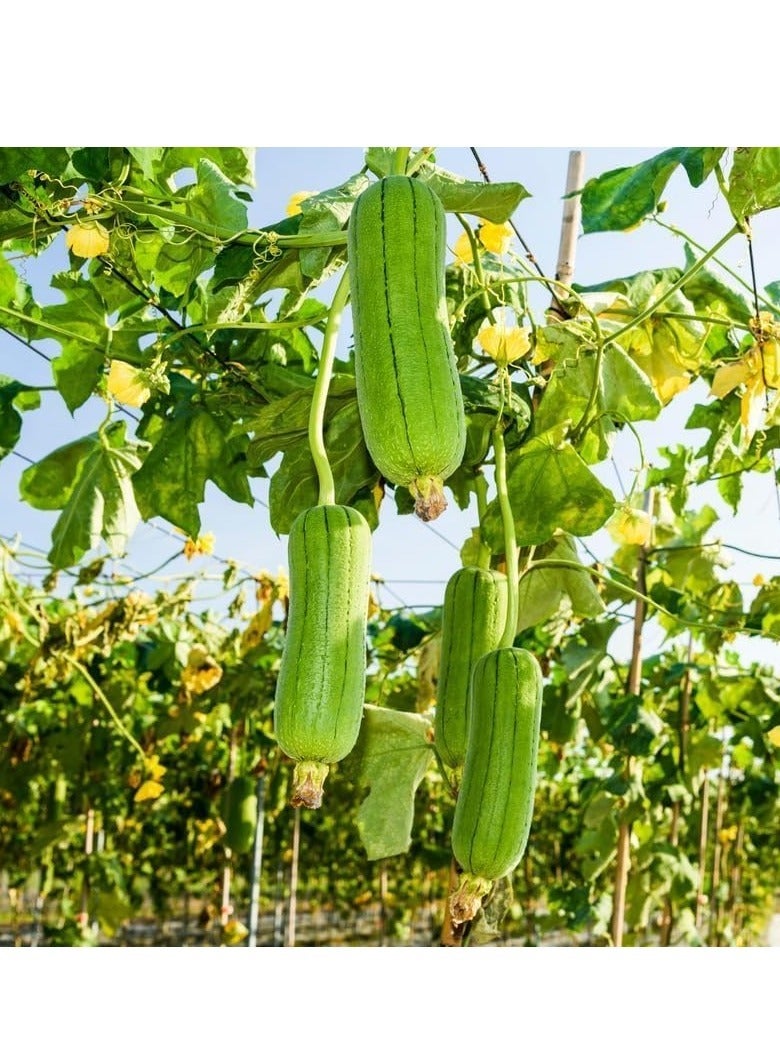 vsell24 10G Organic Meat Luffa Seeds Grow Luffa Vegetable at Home Non-GMO Seeds With 98% Cleaness, 96% Purity, 85% Germination Rate (Meat luffa) 3PC - Image 2