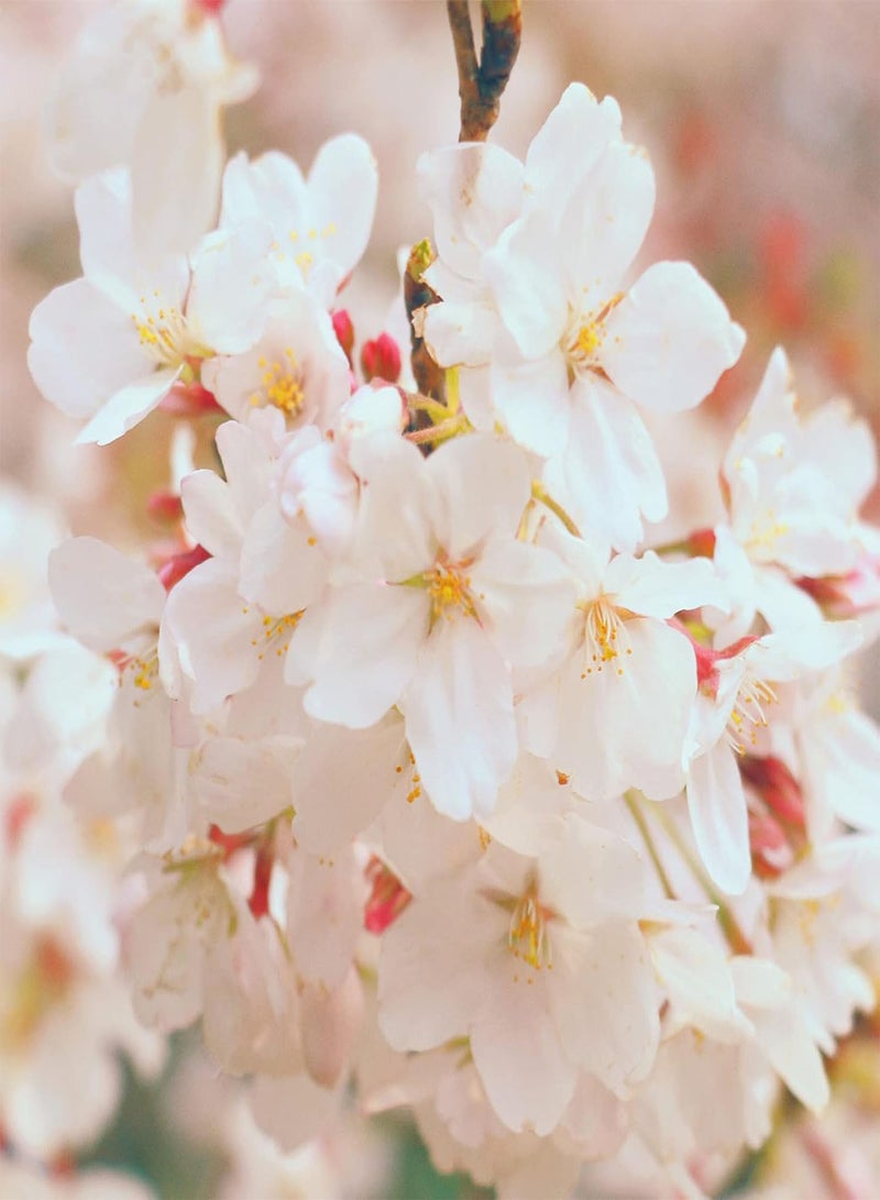 GGOOT 10Pcs Cherry Blossom Tree Seeds Spring Flowering Indoor Outdoor Planting Cassia Grandis Seeds for Home Garden Decoration Seed - Image 3