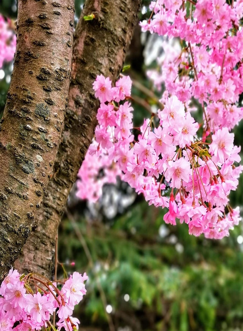 GGOOT 10Pcs Cherry Blossom Tree Seeds Spring Flowering Indoor Outdoor Planting Cassia Grandis Seeds for Home Garden Decoration Seed - Image 1