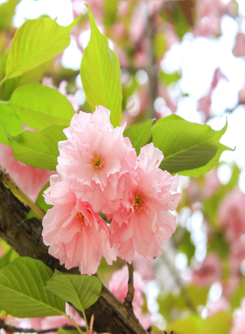 GGOOT 10Pcs Cherry Blossom Tree Seeds Spring Flowering Indoor Outdoor Planting Cassia Grandis Seeds for Home Garden Decoration Seed - Image 2