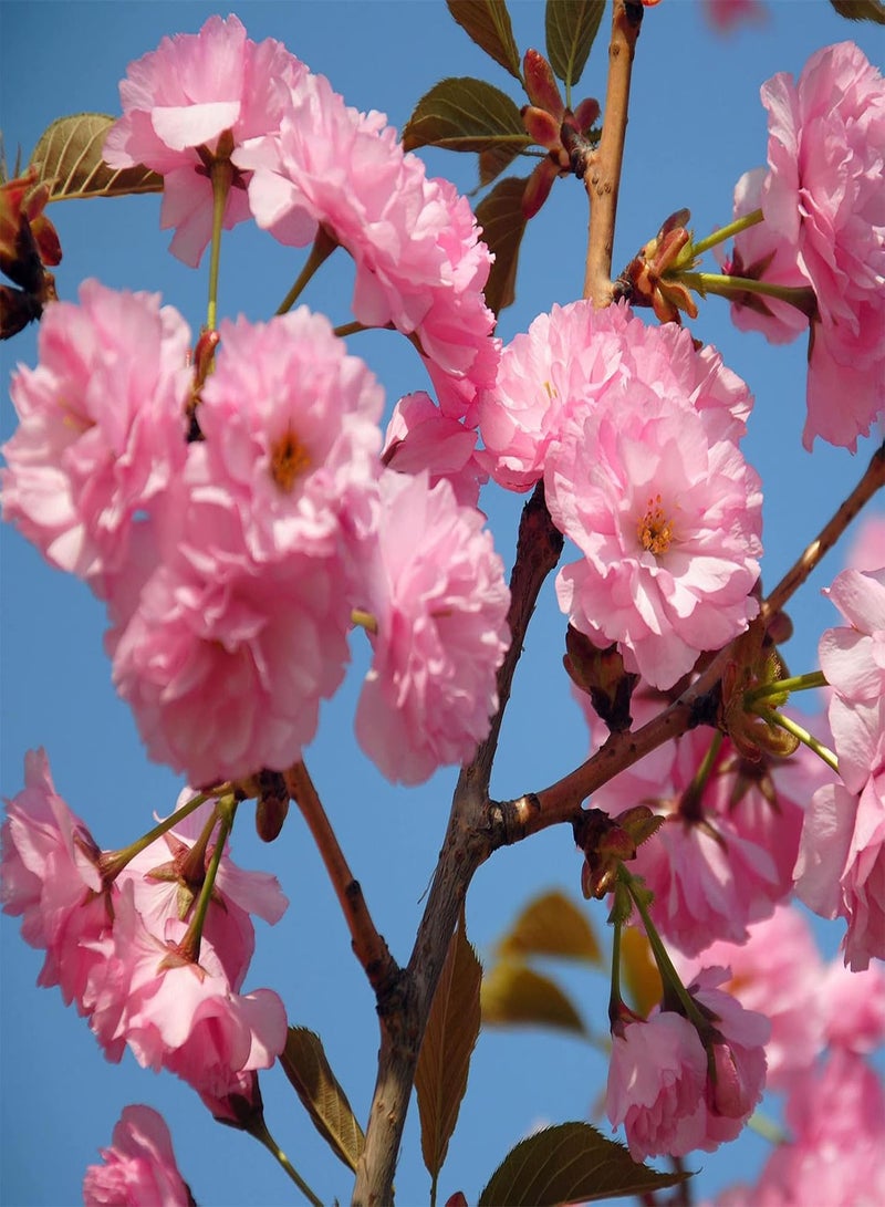 GGOOT 10Pcs Cherry Blossom Tree Seeds Spring Flowering Indoor Outdoor Planting Cassia Grandis Seeds for Home Garden Decoration Seed - Image 5