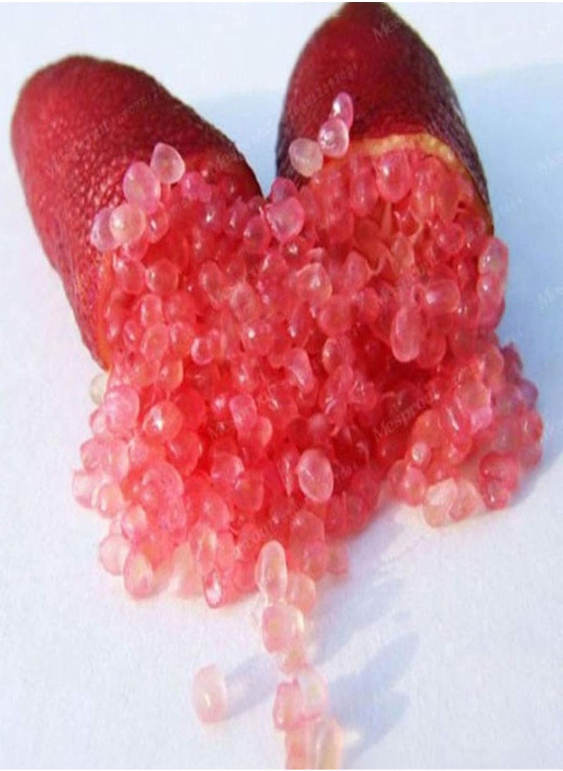GGOOT 50Pcs/Bag Citrus Australasica Seeds Full of Vitamins C Nutritious Sweet-and-Sour Novel Plant Finger Orange Seeds for Agriculture - Citrus Australasica Seeds  - Image 5