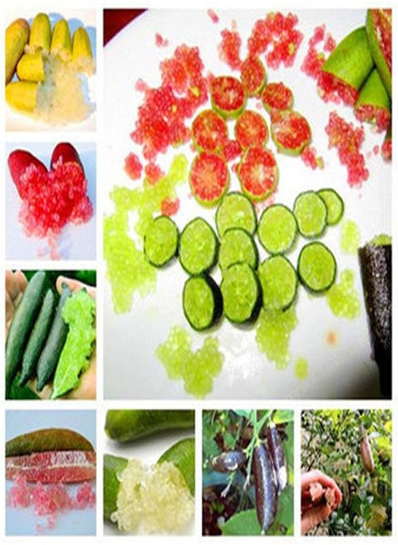 GGOOT 50Pcs/Bag Citrus Australasica Seeds Full of Vitamins C Nutritious Sweet-and-Sour Novel Plant Finger Orange Seeds for Agriculture - Citrus Australasica Seeds  - Image 3