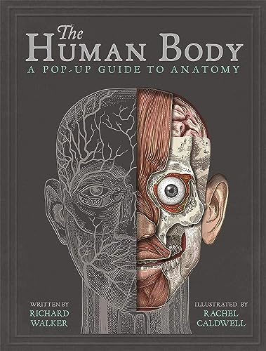 The Human Body A Popup Guide To Anatomy