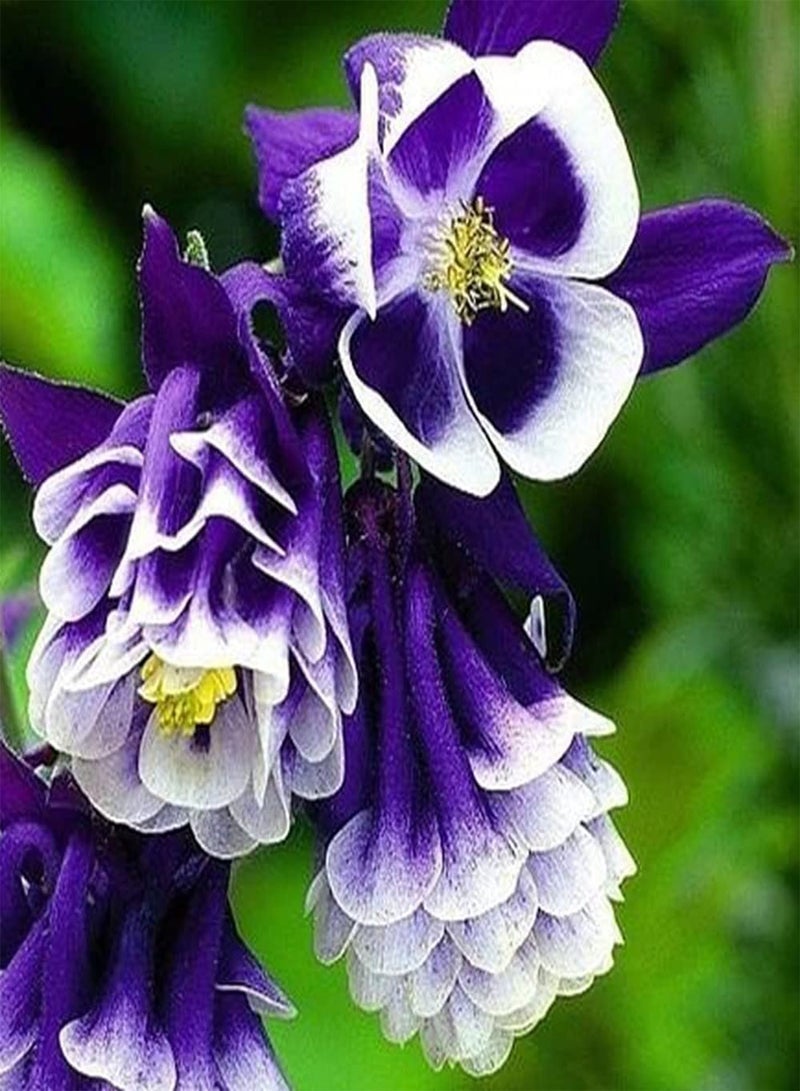 GGOOT 100Pcs Rare Purple Aquilegia Seeds Unique Skirt Pleated Double Petal Flower Showy and Fragrant Perennial Columbine Flowers Seeds for Garden Planting - Image 1