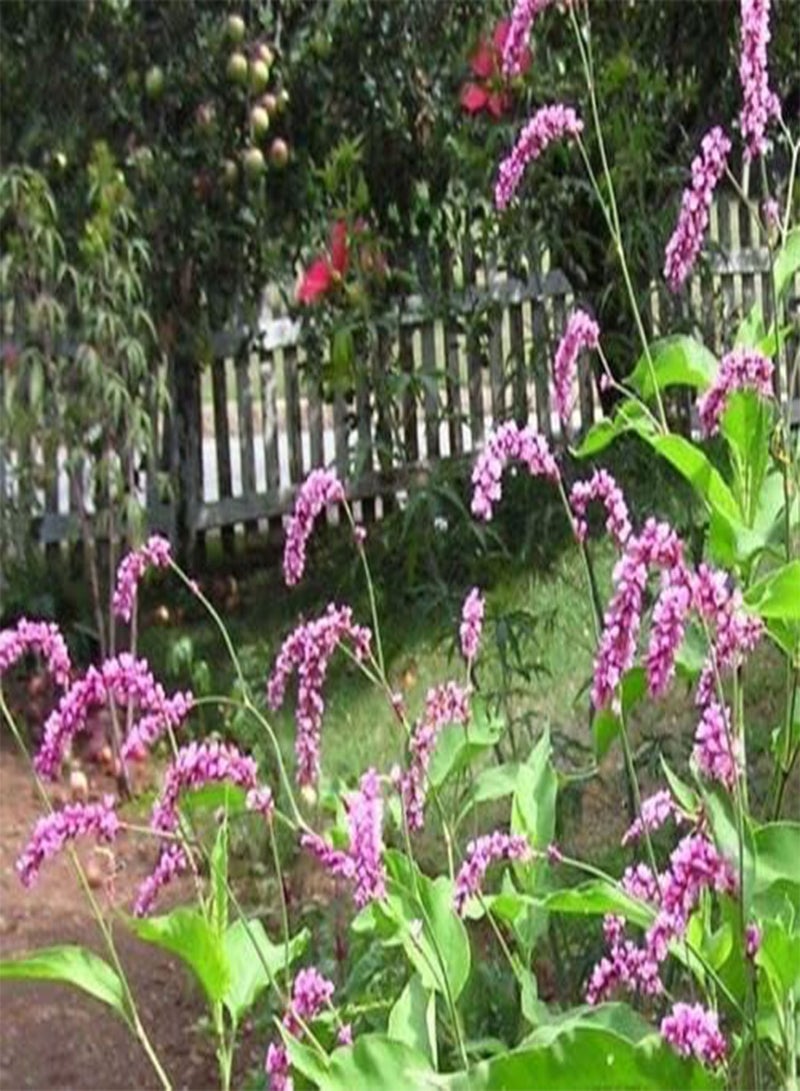 GGOOT Kiss-Me-Over-The-Garden-Gate Seeds - Polygonum Orientale - Annual - 50 Seeds  - Image 3