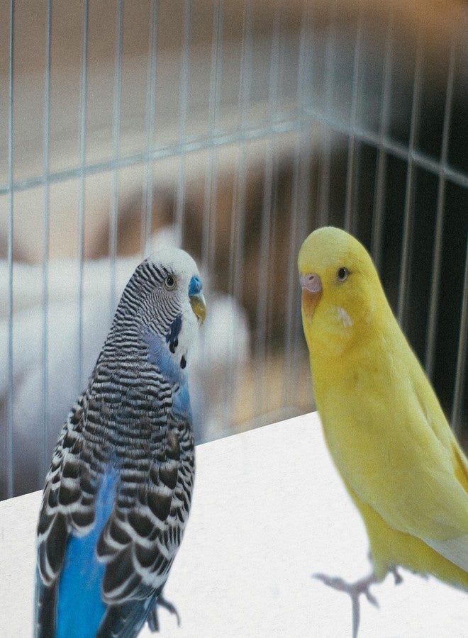 BESPORTBLE 100Pcs Non-Woven Bird Cage Liners Absorbent Disposable Urine Pads with Bottom for Parakeet Cage Accessories and Cushion Replacement - Image 3