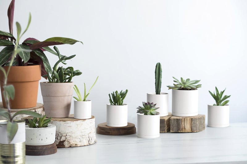 D'vine Dev 12 Pack 3 Inch Mini Plastic Plant Pots, Small Garden Planters for Plant with Drainage Holes and Saucers, White Color, 74-Z-C-4 - Image 5