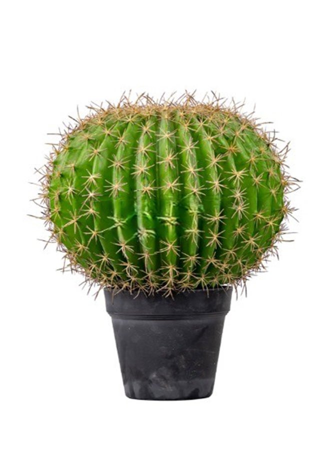HRT WALL Echinocactus Gruzona large - green 