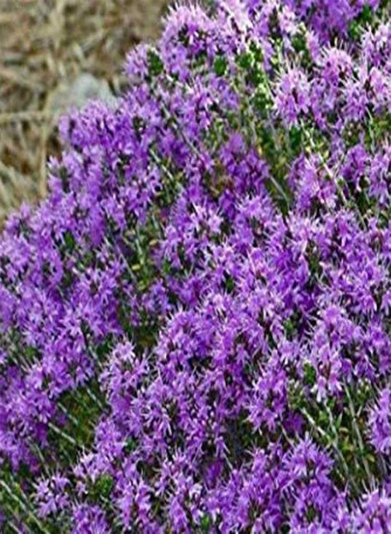 GGOOT 500Pcs Rock Cress Seeds Perennial Ground Cover Carpet Flower Seeds Evergreen Plant Seeds for Garden Lawn Park Decor Light Purple - Image 4