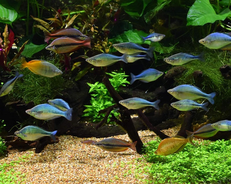Seachem Fish & Aquatic Supplies Matrix Bio - Media Granules 4 Liter - Image 3