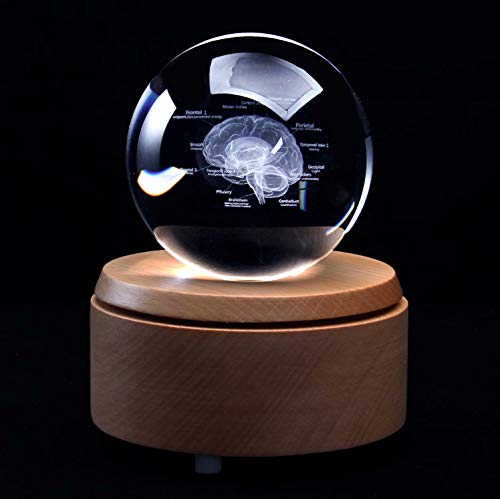 XINDAM 3D Human Brain with Labels Anatomical Model PaperweightLaser Etched in Crystal Glass Ball Science Gift Included LED Base - Image 1