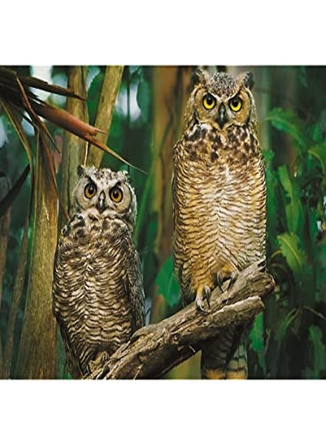 Trefl - Owls Puzzle 1000 Pieces - 10603 - Image 2