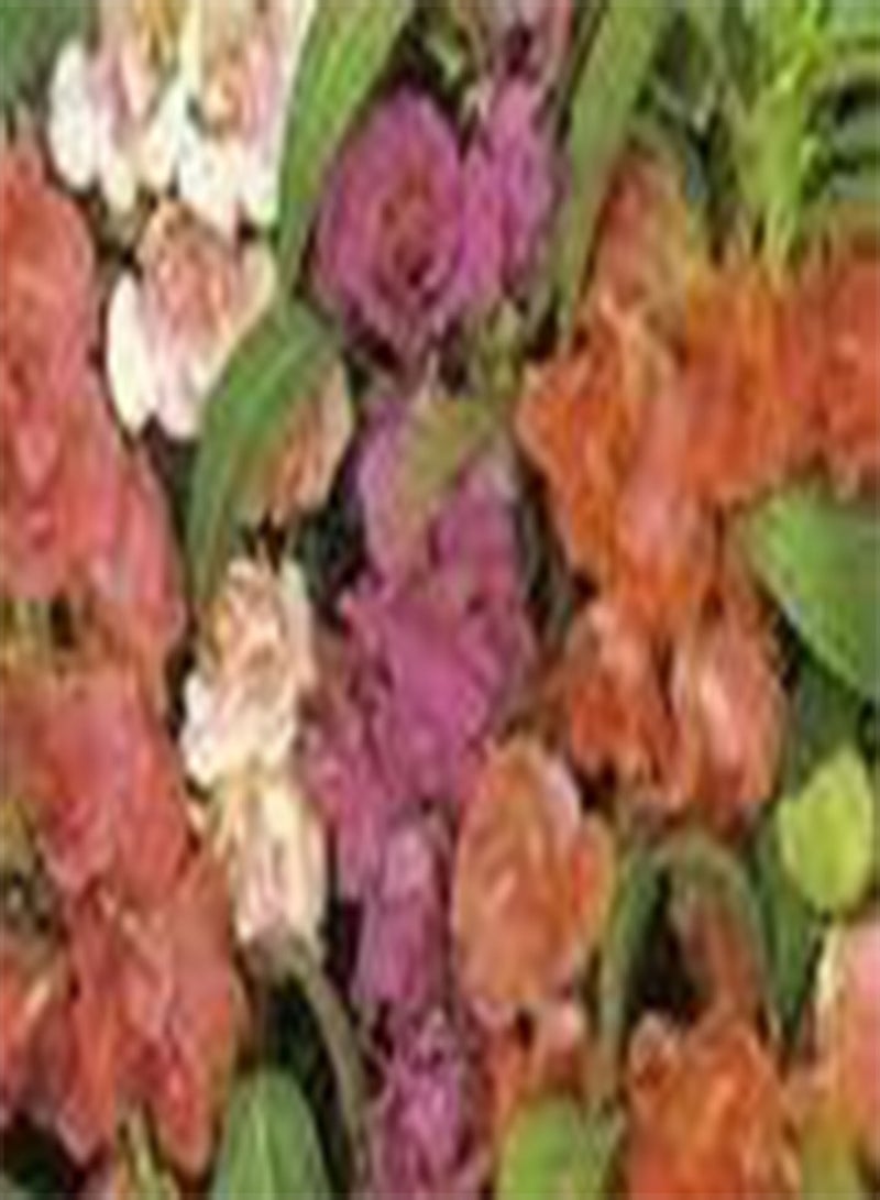 GGOOT 10 IMPATIENS (Balsam / Lady Slipper / Touch Me Not) Impatiens Balsamina Flower Seeds by