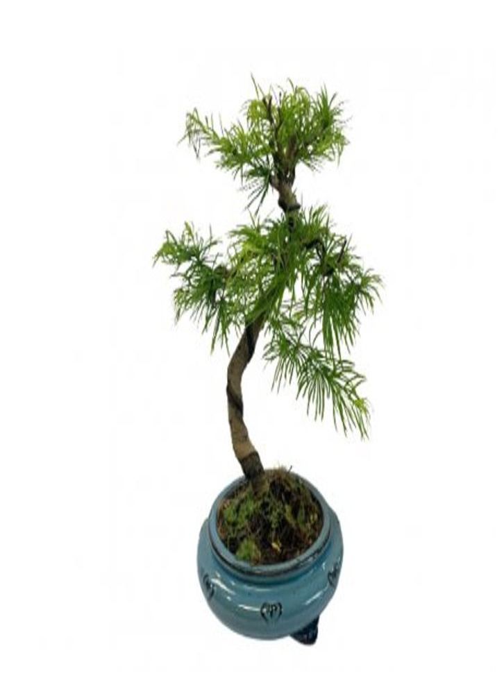 Generic Bonsai Mix 