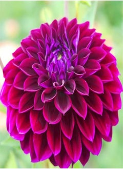 Can be Planted All Year Round/Extraordinary Flowers/Long Flowering Period/Dahlia Seeds/Perennial plants-55 PCS,b