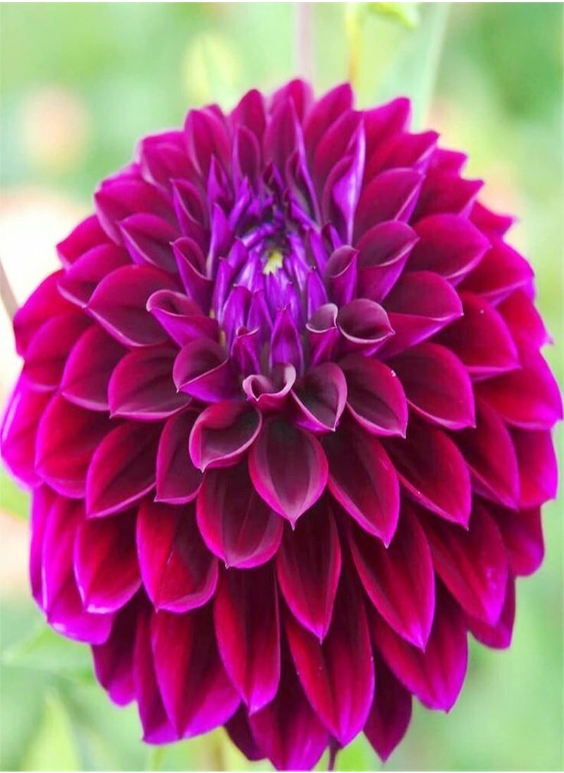 GGOOT - Can be Planted All Year Round/Extraordinary Flowers/Long Flowering Period/Dahlia Seeds/Perennial plants-55 PCS,b - Image 1