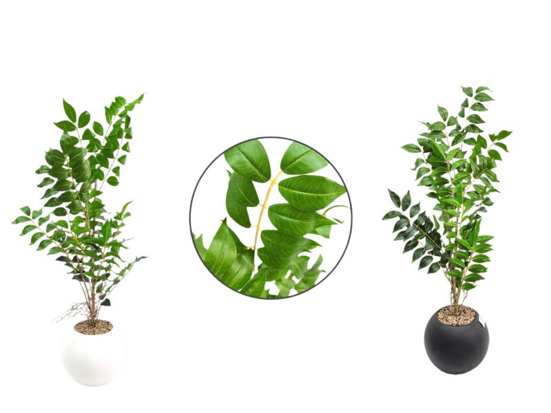 Living Multi-branch artificial tree, 75 cm, white planter  - Image 1