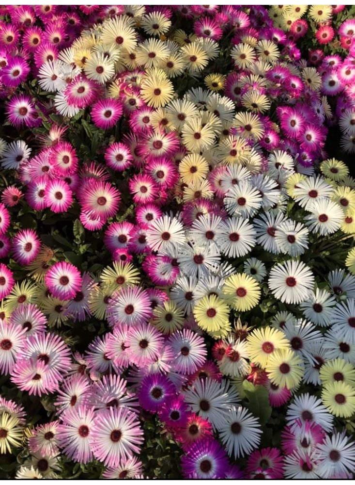 BIOCARVE SEEDS MESEMBRYANTHEMUM HEAVENS MIX SEEDS - Image 1