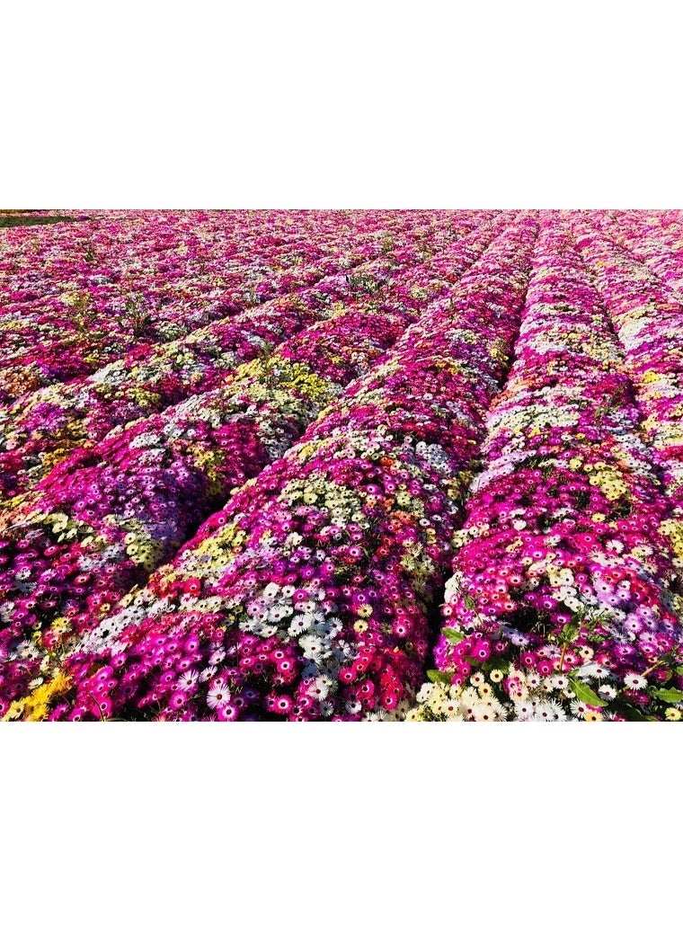 BIOCARVE SEEDS MESEMBRYANTHEMUM HEAVENS MIX SEEDS - Image 3