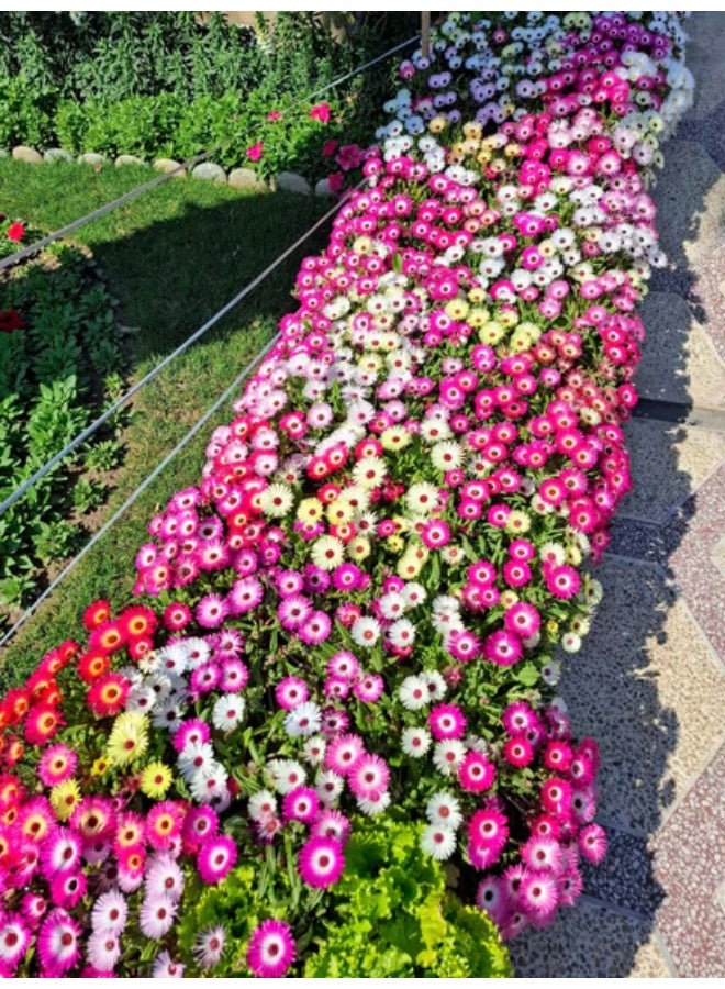 BIOCARVE SEEDS MESEMBRYANTHEMUM HEAVENS MIX SEEDS - Image 2