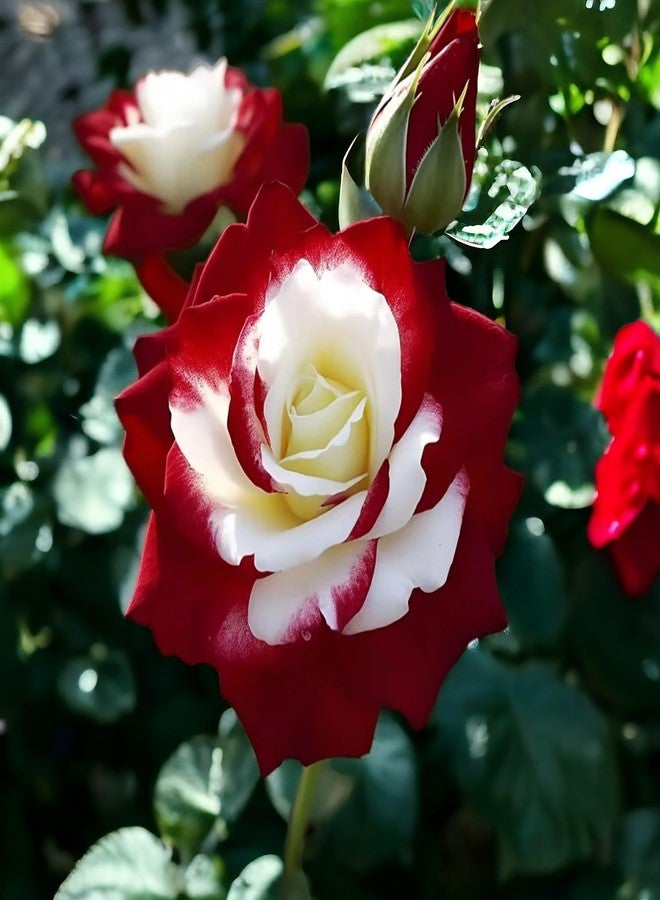 DouxiE 10pcs Rare Twin Red White Rose Seeds - Heirloom Non-GMO Flower Seeds for Captivating Garden Blooms - Includes Planting Instructions, Perfect for Spring and Fall Planting, Great Gardening Gift - Image 1
