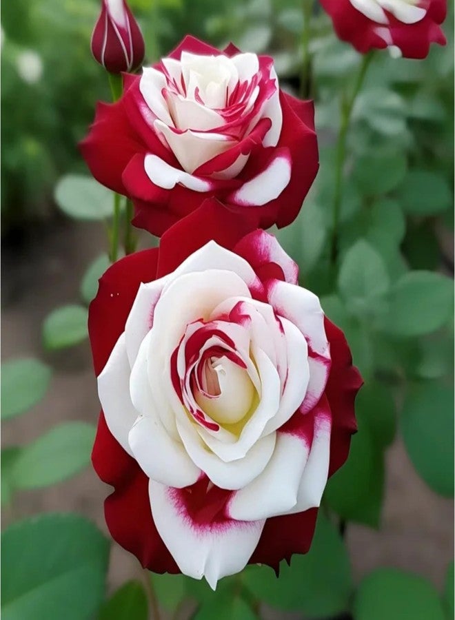 DouxiE 10pcs Rare Twin Red White Rose Seeds - Heirloom Non-GMO Flower Seeds for Captivating Garden Blooms - Includes Planting Instructions, Perfect for Spring and Fall Planting, Great Gardening Gift - Image 2