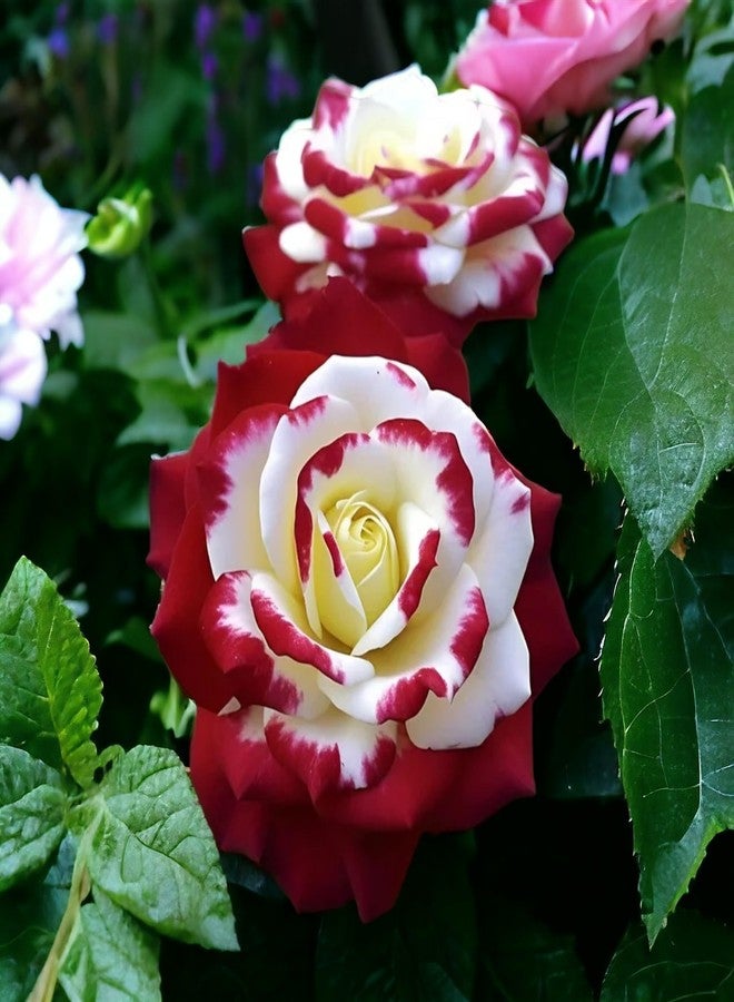 DouxiE 10pcs Rare Twin Red White Rose Seeds - Heirloom Non-GMO Flower Seeds for Captivating Garden Blooms - Includes Planting Instructions, Perfect for Spring and Fall Planting, Great Gardening Gift - Image 3