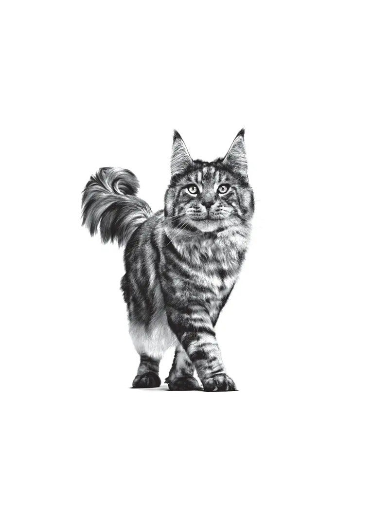 Royal Canin Veterinary Renal Beef | 12 x 85 g | Dietary Complete Food for Adult Cats | For Kidney Problems | Fresh Bagged | Tasty Beef - Image 5