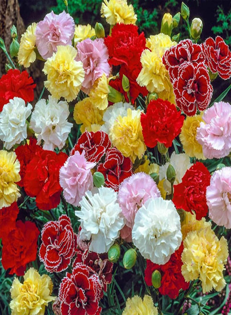 جي جوت بذور 50 بذور قرنفل مختلطة، زهور ملونة معطرة من فيينا ميدو للزراعة والنمو - Image 3