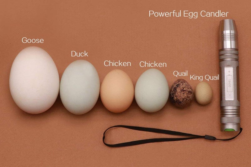 Powerful Professional LED Light Egg Candler Incubator Stainless Steel Tester for All Egg Type, Ultra Bright, Powered Portable, with Full Illustrated Egg Candling Guide (B- Include Batteries) - Image 3