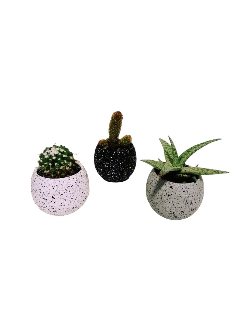 Shatla Shop Star Cactus Set with terrazzo pots
