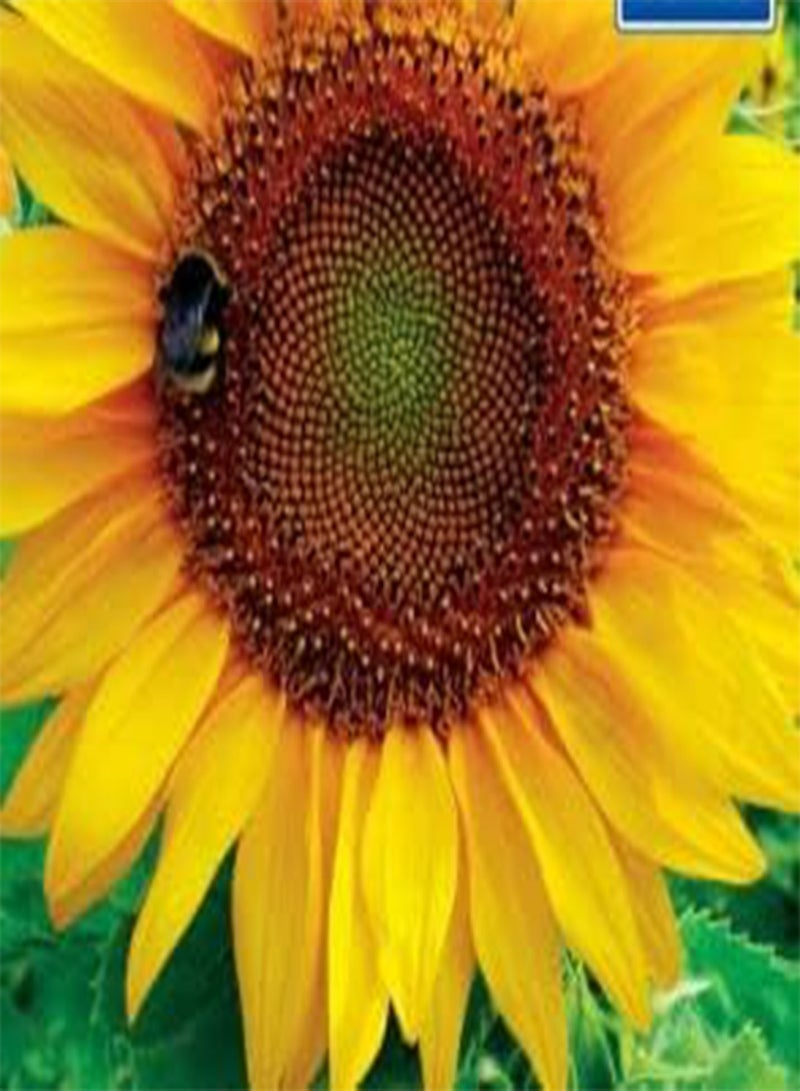 GGOOT 21 Seeds of Sunflower Dwarf Sunspot, Grow Your Own Flowers