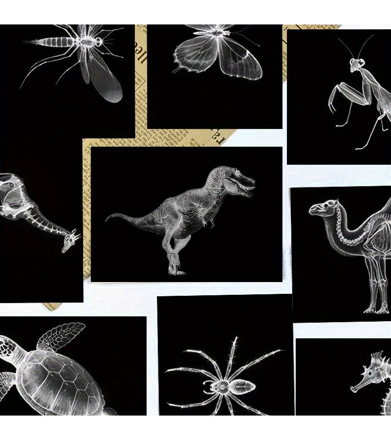 Set of 20 Animal Skeleton Postcards 10x15cm for Wall Decor Gift - Image 2