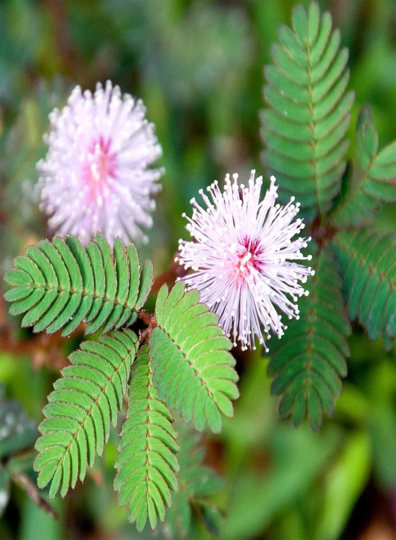 جي جوت 25 قطعة من بذور شجرة الميموزا الملونة وشجرة الحرير وزهرة الحديقة - Image 1
