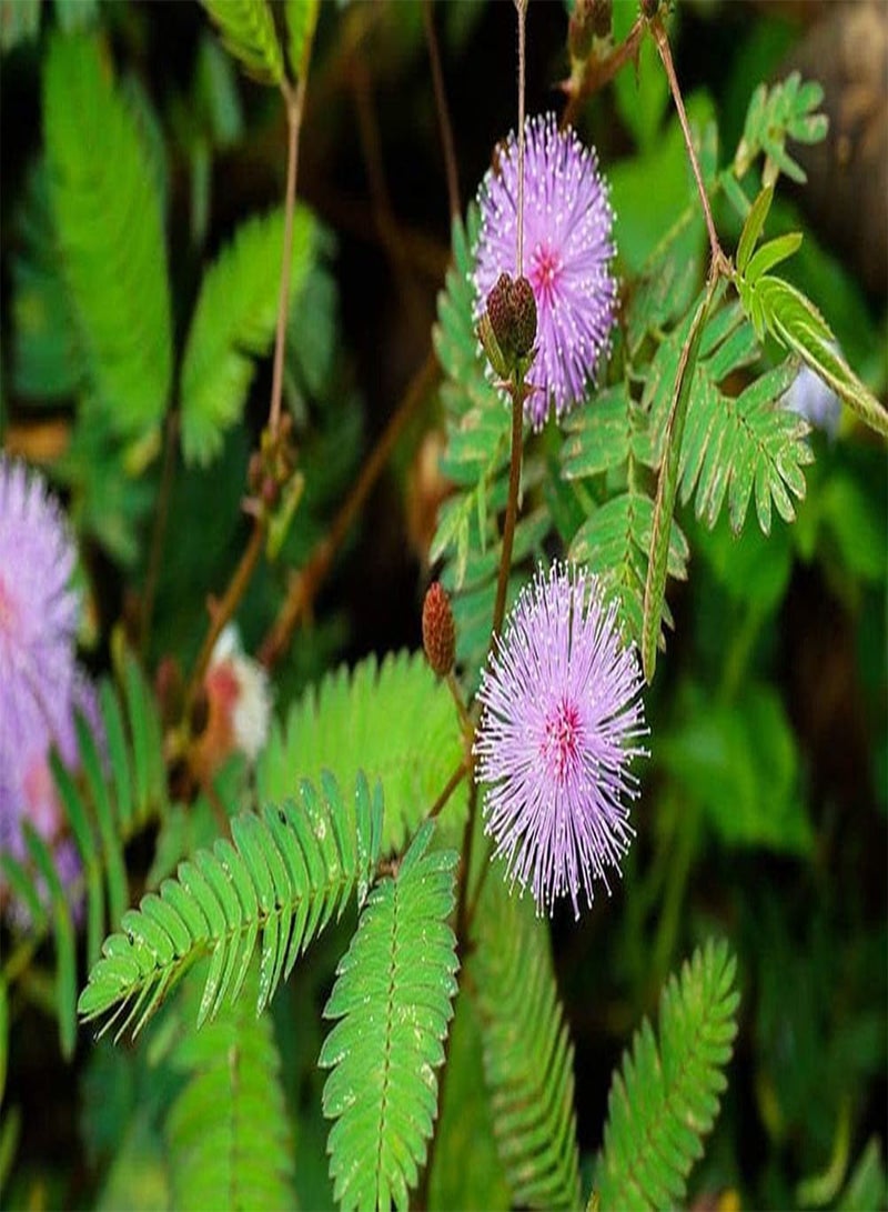جي جوت 25 قطعة من بذور شجرة الميموزا الملونة وشجرة الحرير وزهرة الحديقة - Image 4