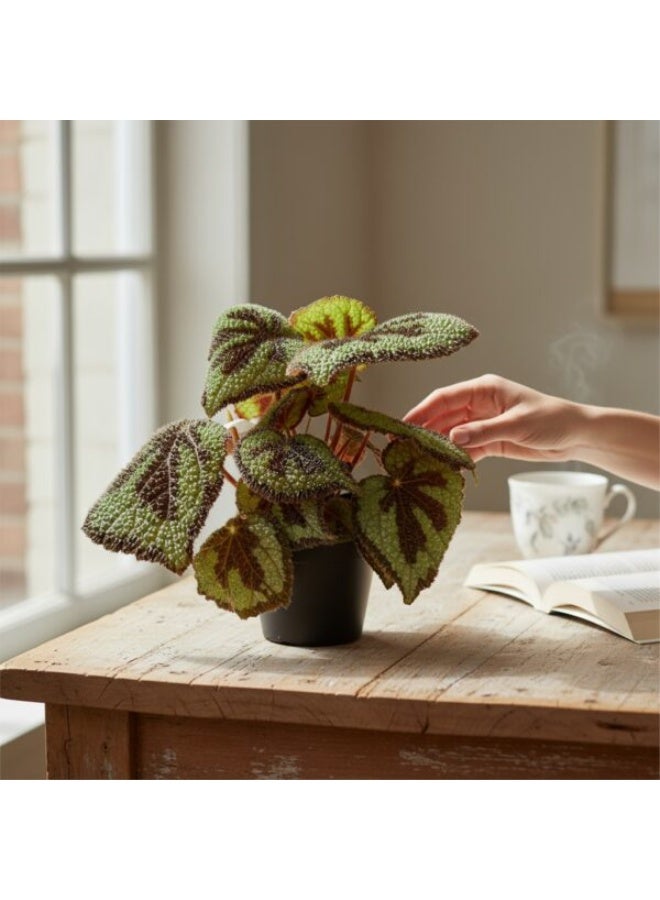 Begonia Masoniana  Live Indoor Plant with Unique Textured Green Leaves and Chocolate Markings | Decorative Houseplant for Home & Office  Easy Care Indoor Foliage Plant