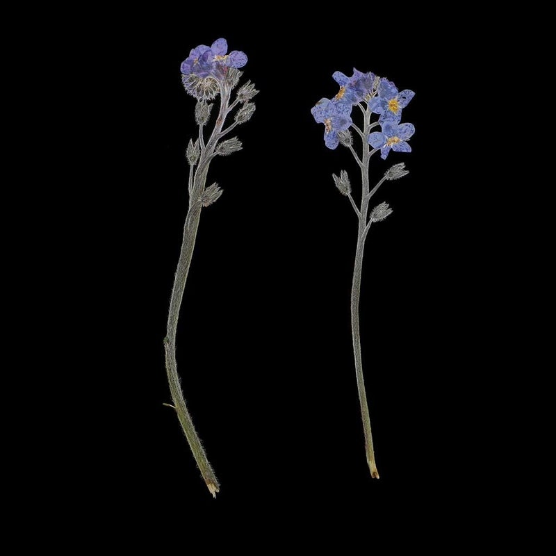 klarako10 Pieces Natural Dried Flowers, Real Press forgetklarakomeklarakonot, Pressed Flowers for Scrapbooking Card Making DIY Art Craft Phone Case DIY Materials - Image 3