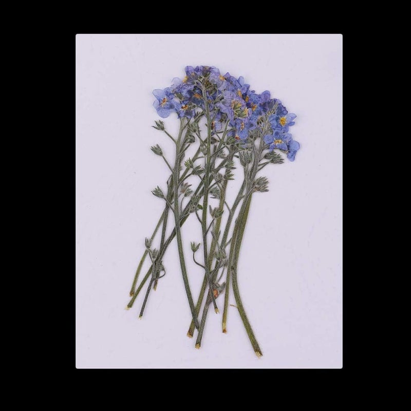 klarako10 Pieces Natural Dried Flowers, Real Press forgetklarakomeklarakonot, Pressed Flowers for Scrapbooking Card Making DIY Art Craft Phone Case DIY Materials - Image 2