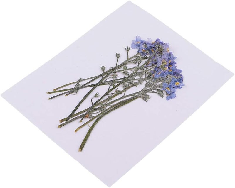 klarako10 Pieces Natural Dried Flowers, Real Press forgetklarakomeklarakonot, Pressed Flowers for Scrapbooking Card Making DIY Art Craft Phone Case DIY Materials - Image 4