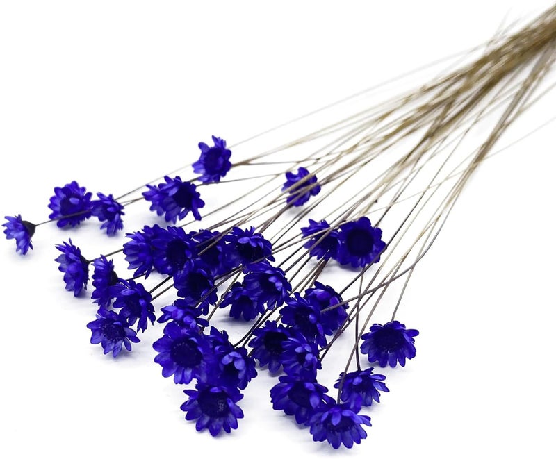 MLSG 100 Stems Natural Dry Flowers Brazilian Small Star Daisy Decorative Dried Flowers Mini Daisy Chamomile Bouquet for Wedding Floral Arrangements Home Decorations (Purple) - Image 1