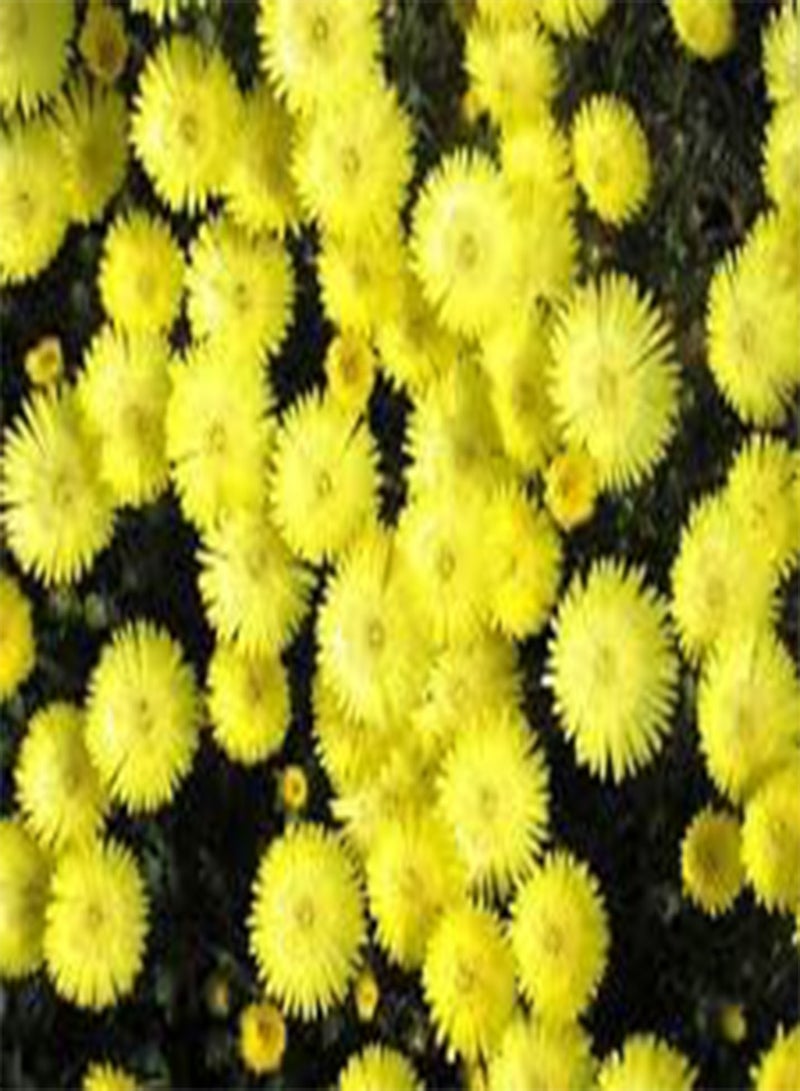 جي جوت ICE Plant Gold Nugget Delosperma Congestum - 100 بذور بالجملة (PKD)