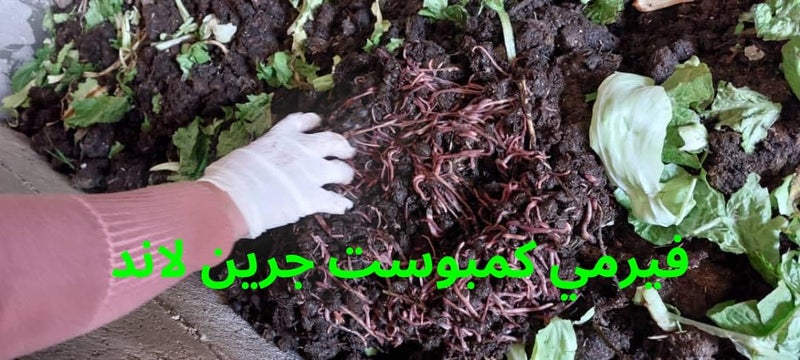 Natural Organic Vermi Compost 10kg 100 Organic Fertilizer Rich in Nutrients Improves Soil Fertility and Strengthens Roots Suitable for Houseplants Vegetables Fruits - Image 4