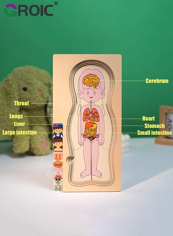GROIC My Body Parts Puzzle for Toddlers, Kids Girls Boys Wooden Anatomy Puzzle 3-5 Years Old Preschool Learning Game Human Body Cognitive Toys, Montessori Skeleton Toy (Girls) - Image 4