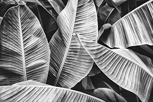 MFWFM Grey Leaf Wallpaper Tropical Banana Leaves Wall Mural Wallpaper for Bedroom Living Room TV Background Wall CoveringNot Peel n Stick - Image 3