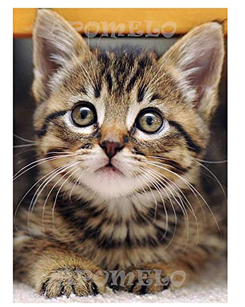 Apomelo Diamond Art Cat Diamond Art Painting Kit for Adults Tabby Cat for Home Wall Decor,12"×16" - Image 1