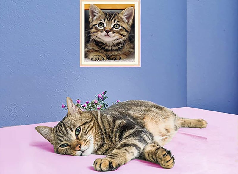 Apomelo Diamond Art Cat Diamond Art Painting Kit for Adults Tabby Cat for Home Wall Decor,12"×16" - Image 3