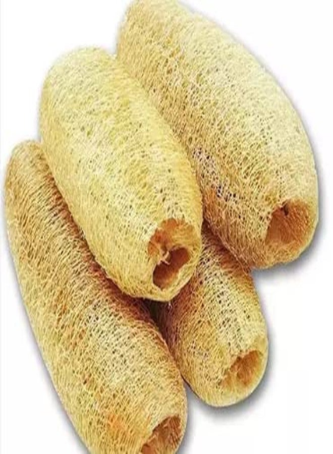 Natural Loufah/loofah Sponge Body Scrubber for Organic, Chemical free, Eco Friendly for Bathing, Men, Women-(Peerkangai Bath Scrub) (15-20cm, Pack of 2) - Dhanvant Herbal Shop - Image 2