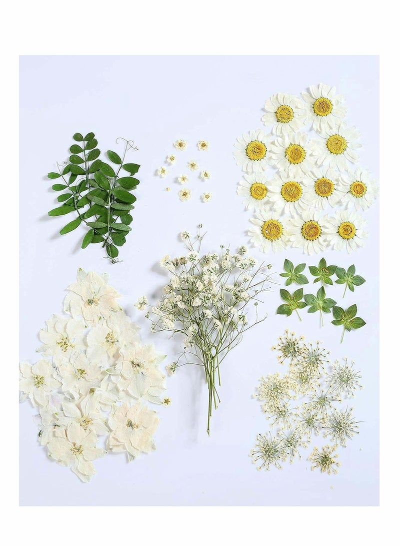 72 PCS Real Dried Pressed Flowers, Art Natural Dried Flower Leaf Plant Herbarium for Making Jewelry Nail Scrapbooking DIY Candle Decoration Resin Jewelry... - Image 1