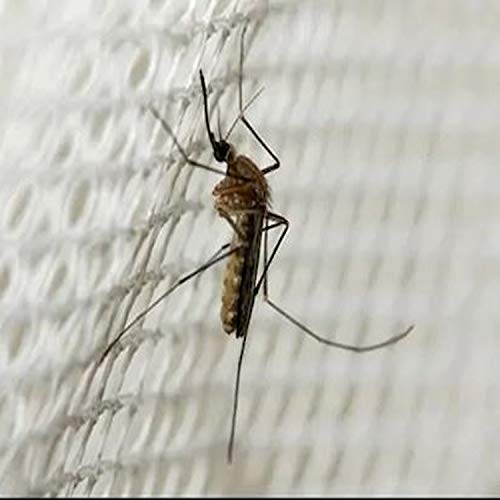Smartbuy smart buy Mosquito Net for Window Fiber Glass Mesh 23 x 35 Inch 2 x 3 Feet with Stitching - Image 3